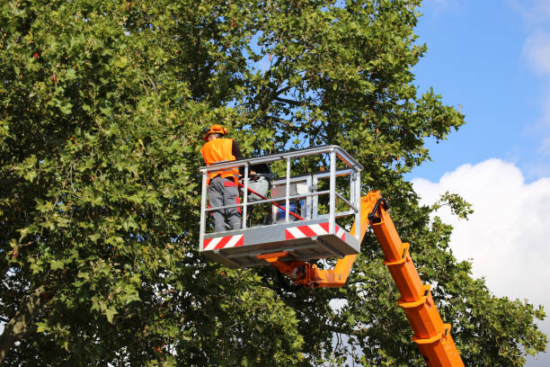 Best Arborist Consultation Services  in Germantown, OH